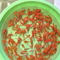 قرمز عمده ارسال رایگان