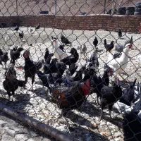 اسب  الاغ مرغ خروس گلین|حیوانات مزرعه|قم, قلعه صدری|دیوار