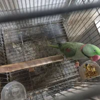 شاه طوطی مولد روی تخم|پرنده|هشتگرد, مدرس|دیوار