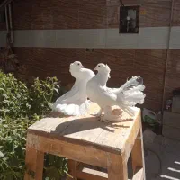 دمچتری با جوجه|پرنده|شهرکرد, |دیوار