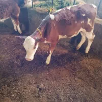 گوساله ماده دوعدد|حیوانات مزرعه|کشاورز, |دیوار