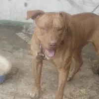 واگذاری سگ پیت بول