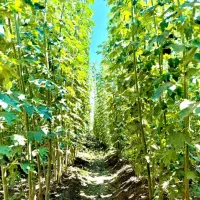 نهـال های تضمینی با باردهی ارسال اول|خدمات باغبانی و درختکاری|دهگلان, |دیوار