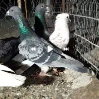 پونزده عدد زربه