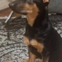 سگ ژرمن دورمن 7 ماهه