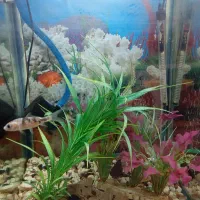 آکواریوم با همه تجهیزات