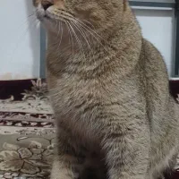 بریتیش گلد نر
