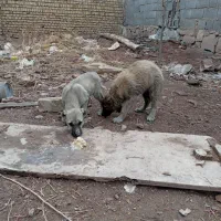 سگ سرابی توله|سگ|چناران, |دیوار