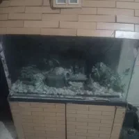 اکواریم