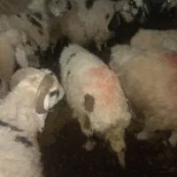 میش شاخی با چند تا کاور آبستن،|حیوانات مزرعه|زرند, |دیوار