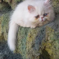 گربه پرشین سوپر فلت