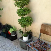 فرغون / گل شمشاد / تخت خواب/