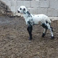 فوچ کله سفید عروسک