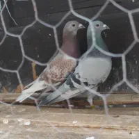 دوماده پلاکی خالص اصل پرینت دار|پرنده|دزفول, |دیوار