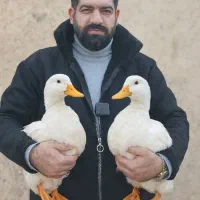 جوجه غاز و جوجه اردک گوشتی