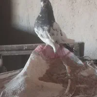 تیدی نر پرش سنگین زات دار معاوضه با خروس لاری