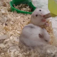 همستر کمپل چشم تیله ای