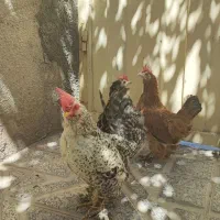 مرغ و خروس زینتی نژاد یوسل