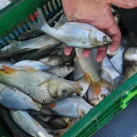 فروش بچه ناهی کپور امور فیتو و بیگهد