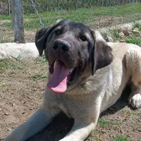 سگ سرابی ۹ ماهه