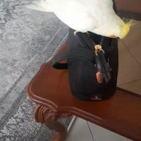عروس هلندی گم شده نر