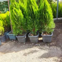 گل گیاه باغچه با قیمت مناسب