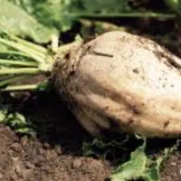 خریدار چغندر برای دام