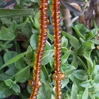 تسبیح کهربا آلمان عتیقه|زیورآلات و اکسسوری|تهران, شهران شمالی|دیوار