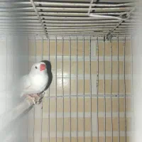 یک عدد فنچ نر|پرنده|کویرات, |دیوار