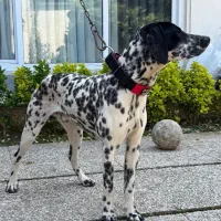 سگ نر نژاد دالمیشن فوق العاده اصیل