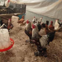 خروس برهما ۹ ماهه