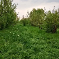فروش باغ