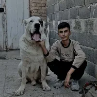 سگ آلابای نر