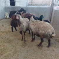 ۵عدد میش بره دار