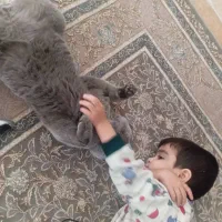 اسکاتیش نر رایگان نیست|گربه|پردیس, فاز ۸|دیوار