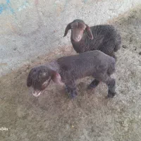 خریدوفروش بره شیری وبزغاله شیری