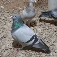 پلاکی مسافتی ماده فیلی نر پلاک پرینت بسته کاشمر|پرنده|مشهد, نیزه|دیوار