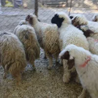 ۱۱ عدد بره جفتی ۵۰کیلو|حیوانات مزرعه|ملکشاهی, |دیوار