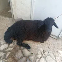 قصاب بره بز گوسفند و...