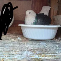 کبوتر نر|پرنده|املش, |دیوار