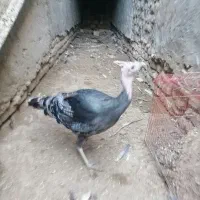 بوقلمون ماده برنز محلی|حیوانات مزرعه|زابل, |دیوار