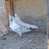 کبوتر|پرنده|نهاوند, |دیوار