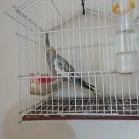 عروس مرواریدی نره