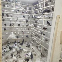 حراج کبوتر.کفتر تعداد.سواکن و جداکن.۶
