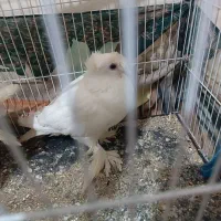 کبوتر دوکاکله