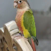 طوطی گرینچیک