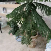 کاج مطبق|گل و گیاه طبیعی|صوفیان, |دیوار