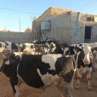 گوساله نر قطع شیر