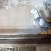 بزک سبز پلاکی|پرنده|شیراز, تندگویان|دیوار