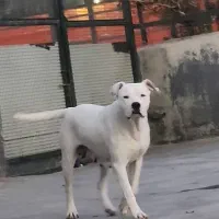 دوگو|سگ|بومهن, |دیوار